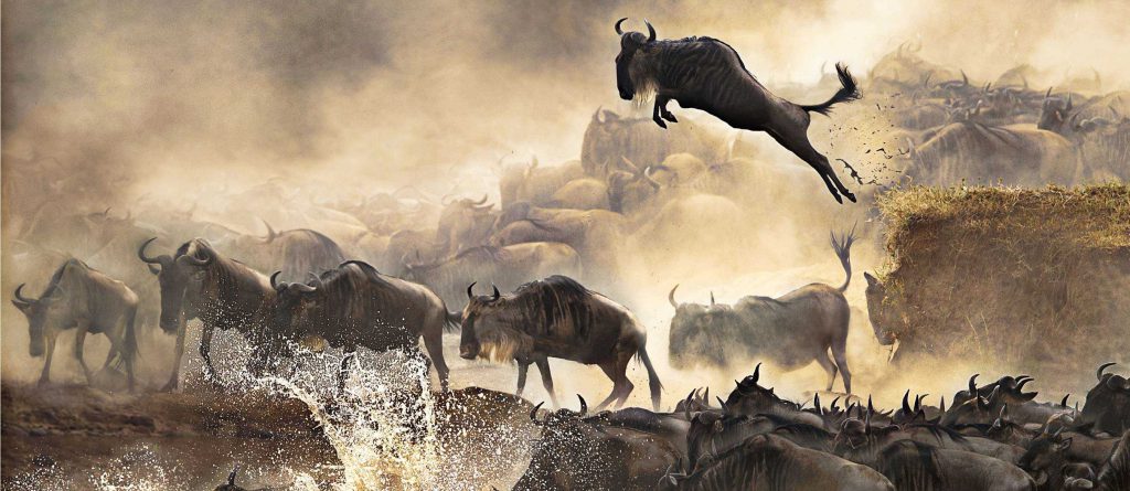 Tanzania Safari Tours | Best Safari Packages – Safari Outfitters