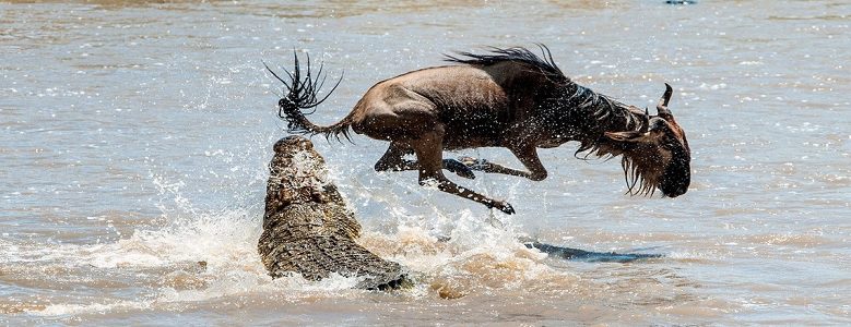 10 Days Migration Safari