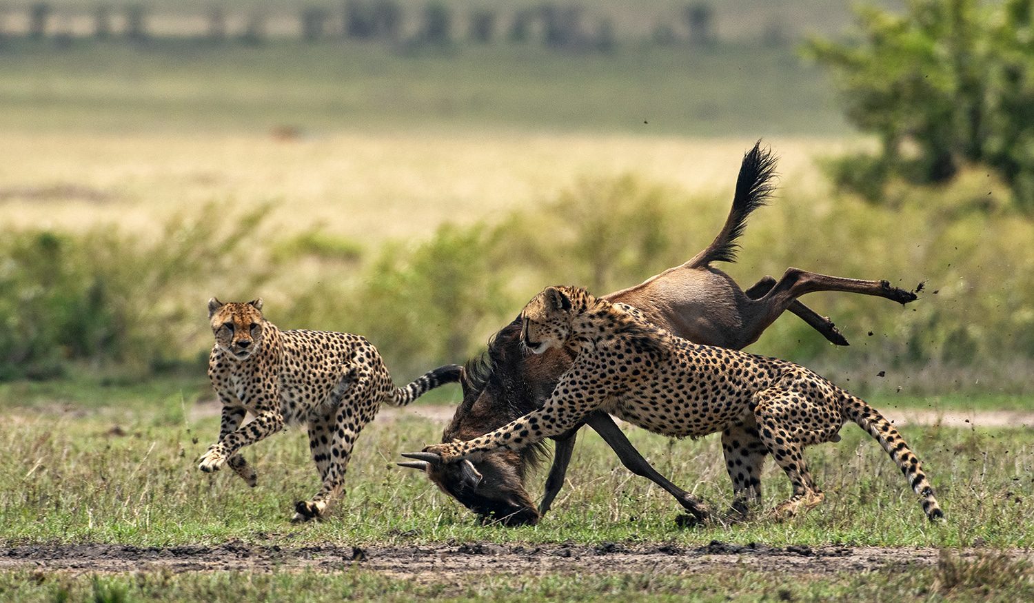 11 Days Wildlife Safari in Tanzania