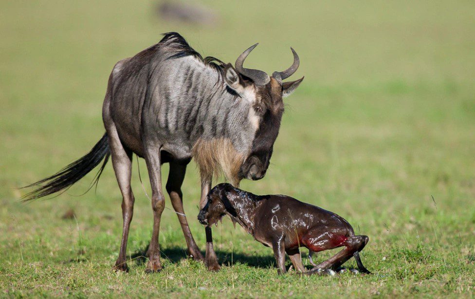 African wildlife in its natural habitat