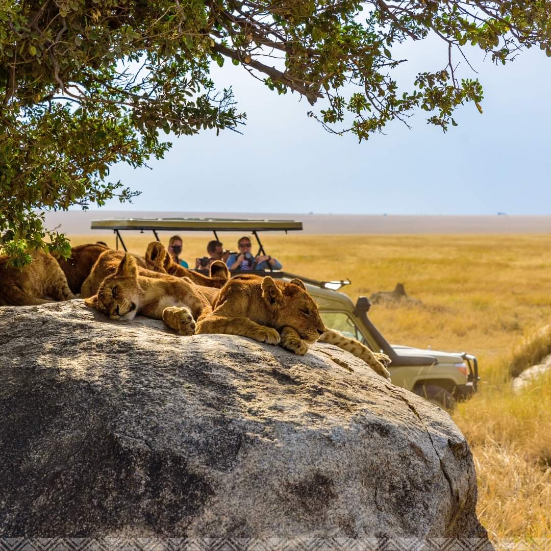 Photographing wildlife on safari