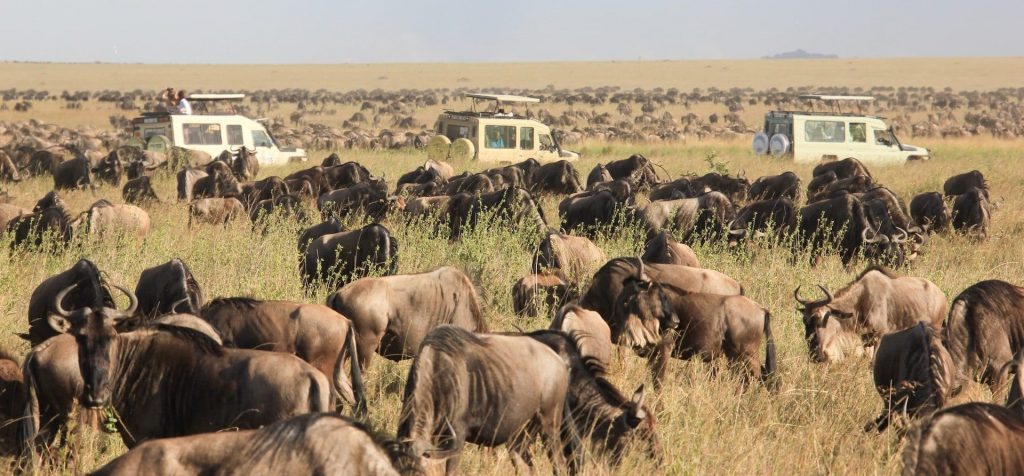 African wilderness and safari scenery