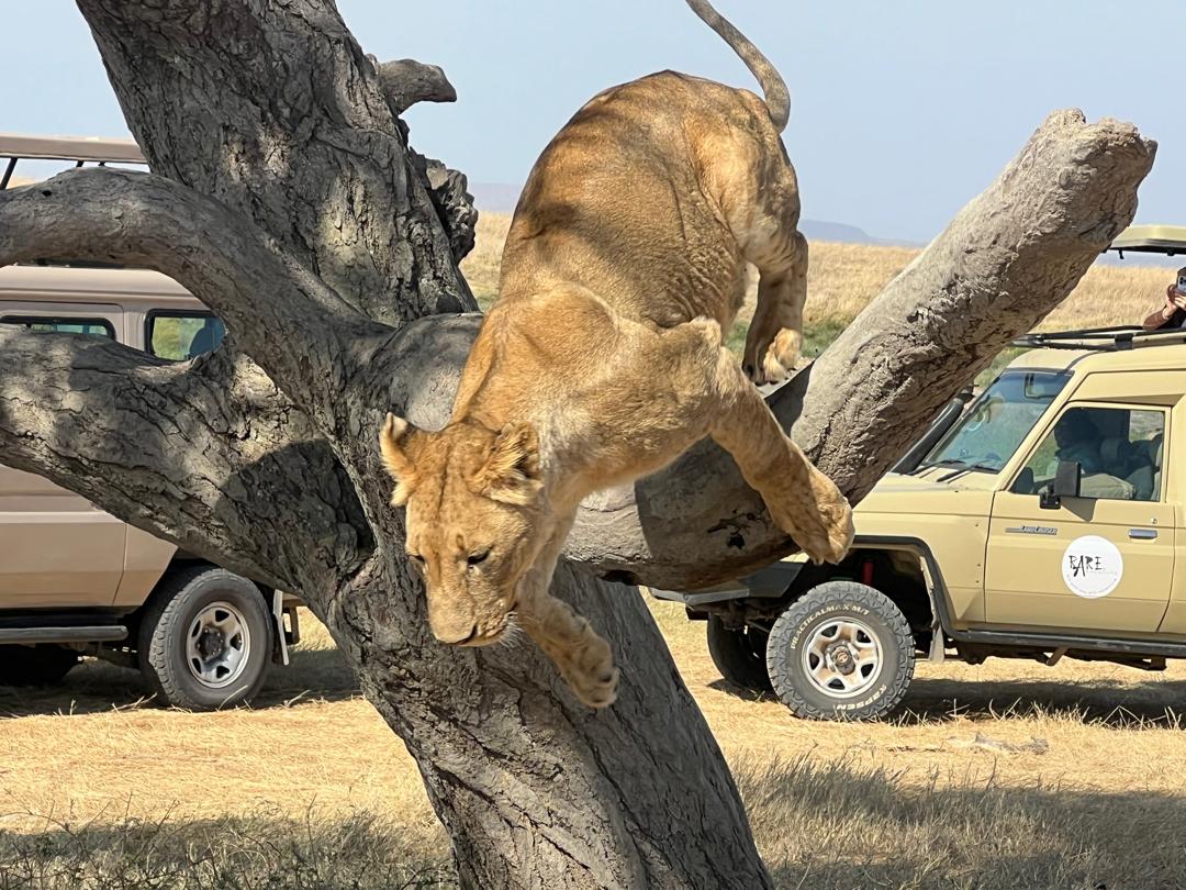 Wildlife viewing in Tanzania